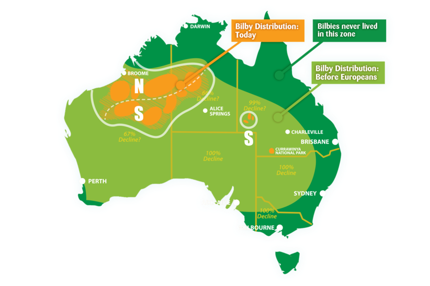 A map showing the distribution of bilbies across 70% of Australia once and now just a few areas