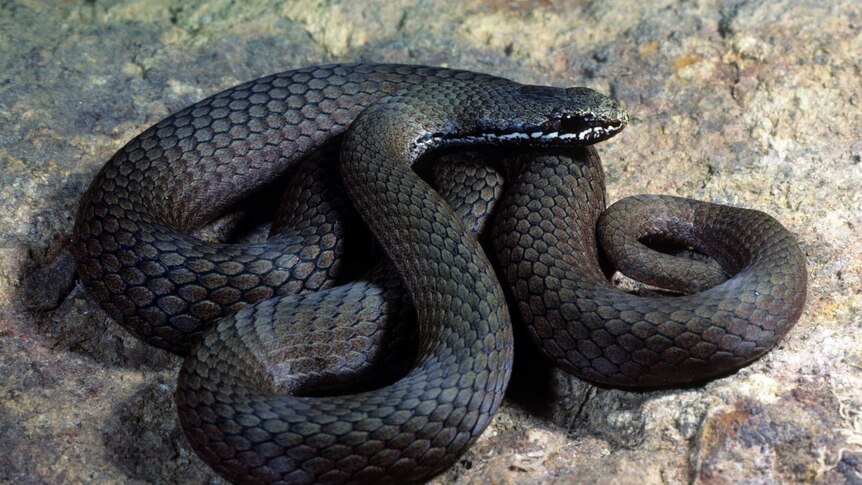 A dark-coloured snake with thin white stripes near its mouth