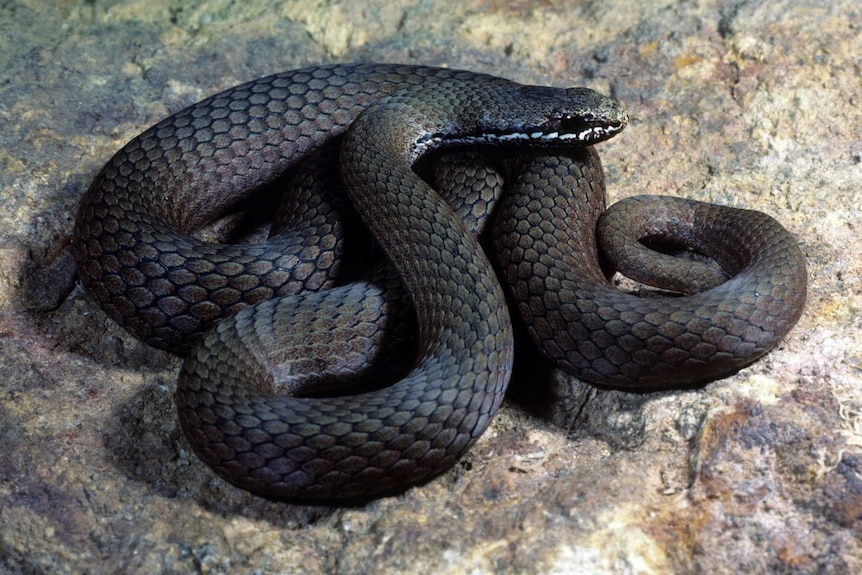 A dark-coloured snake with thin white stripes near its mouth
