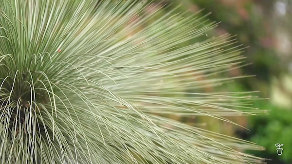 An Australian native grass tree growing in the bush.