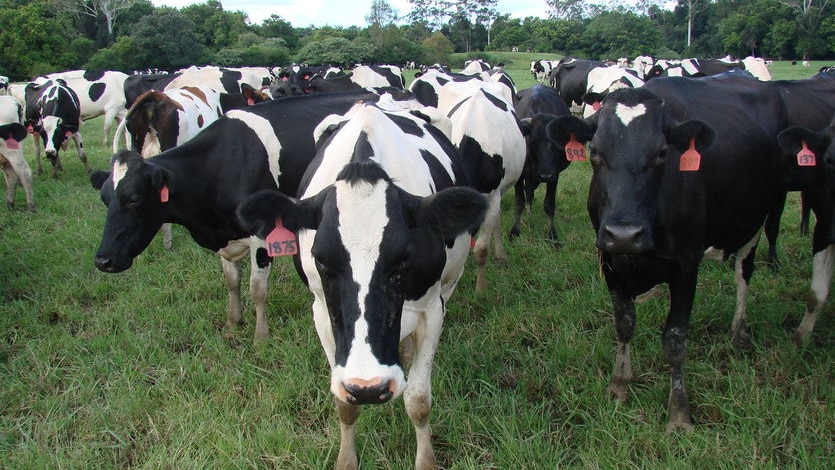 A herd of dairy cows standing in a paddock.