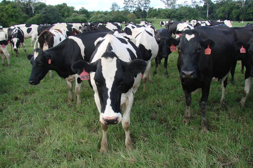 A herd of dairy cows stand in a field.