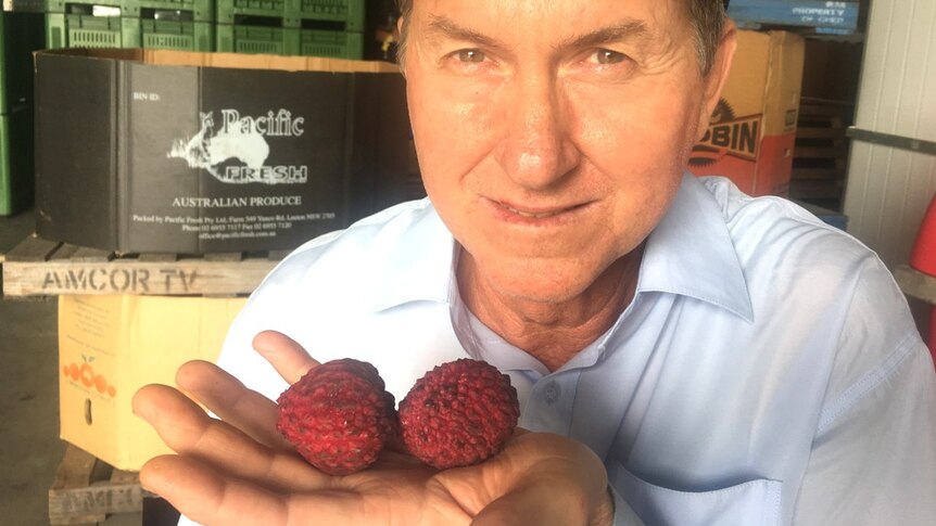 Frank Bosnic and his new Chinese lychee variety, which grows up to four times larger than average lychees