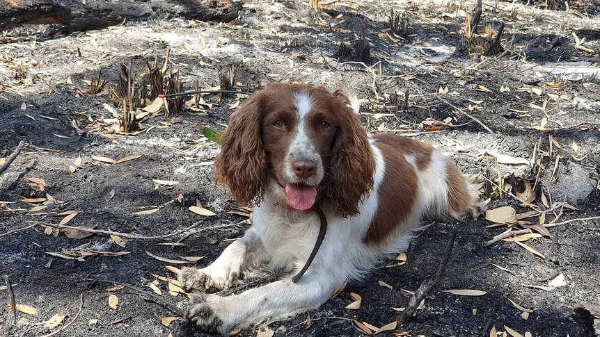 A brown-and-white English springer spaniel sits in burnt-out bushland