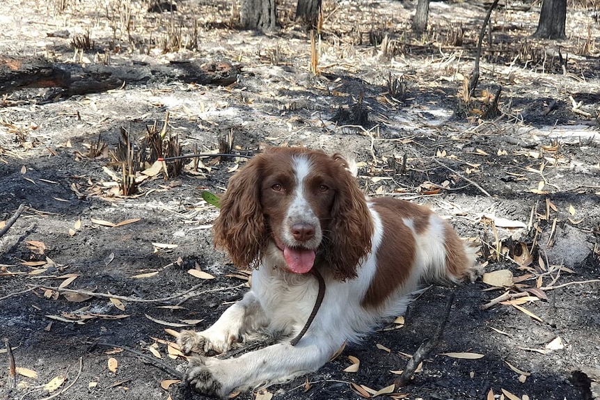 A brown-and-white English springer spaniel sits in burnt-out bushland