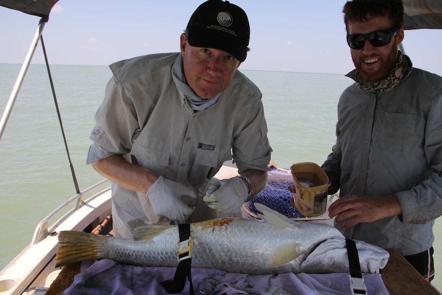 CDU researchers Professor David Crook and Brendan Adair performing surgery to implant the acoustic tracking device in a barramundi.