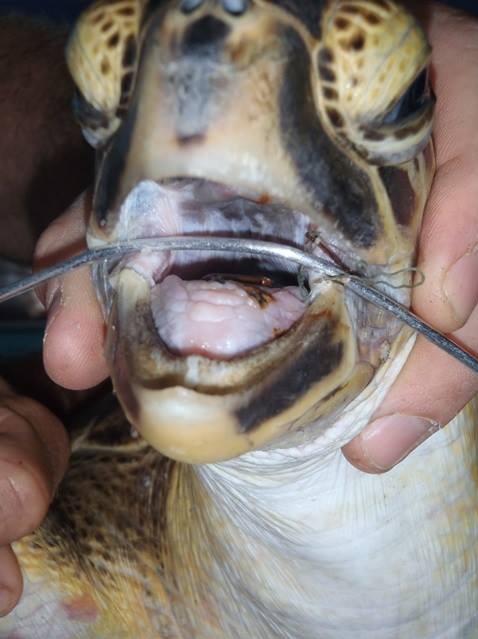 Sea turtle mouth with rusty fishing hooks embedded in its mouth