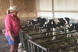 Last of the Dubbo Holstein stud calves