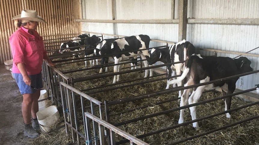 Last of the Dubbo Holstein stud calves