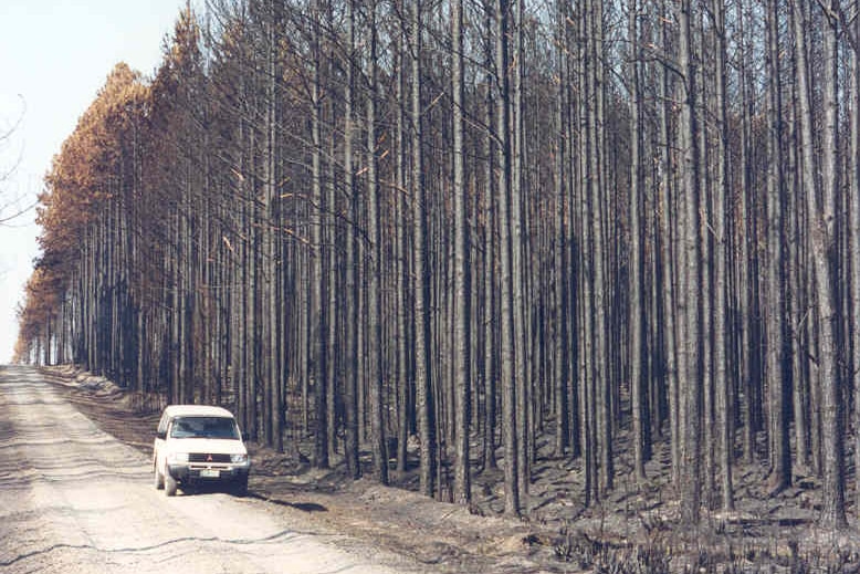 A four wheel drive on a gravel road with blackened pine trees beside it.