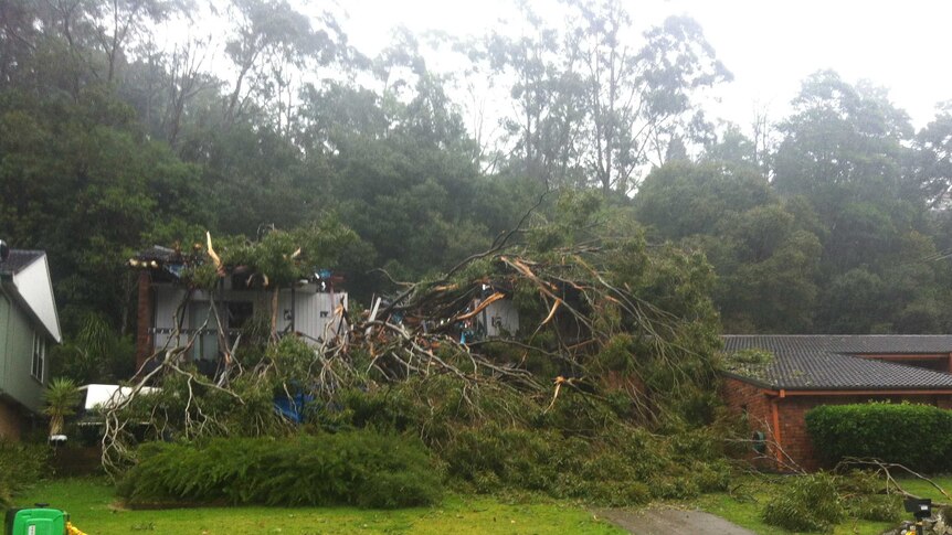 A house at Rankin Park damaged by a fallen tree during the last week's storms.
