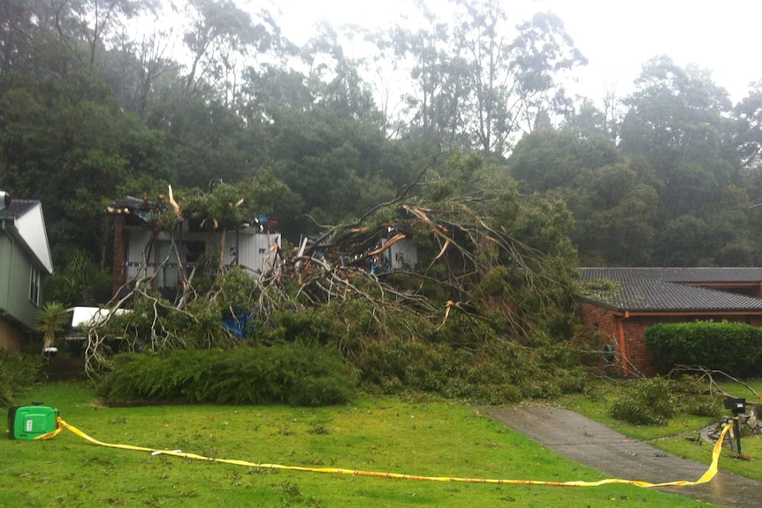 Tree damages house