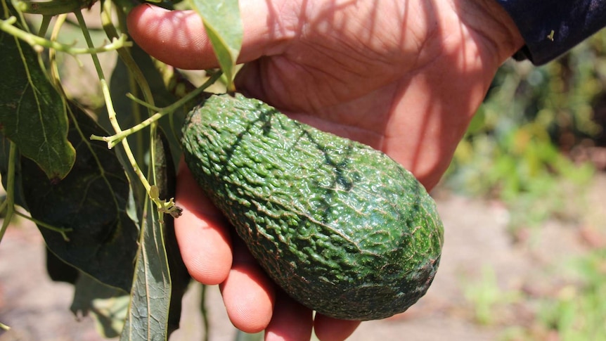 An unpicked Maluma avocado at Lakeland