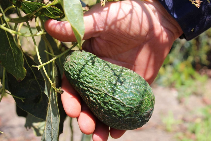 A hand holds an avocado, still attached to its tree.