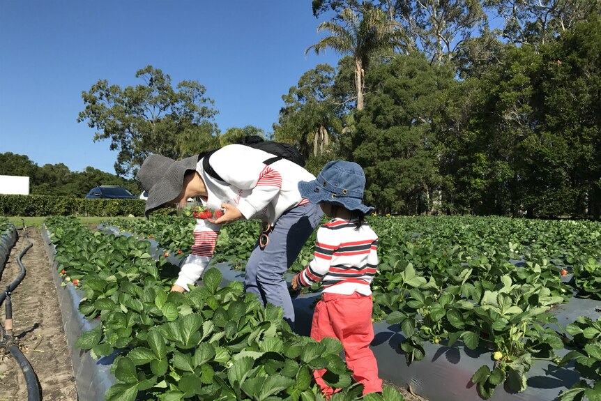 A mother and child pick strawberries in the field