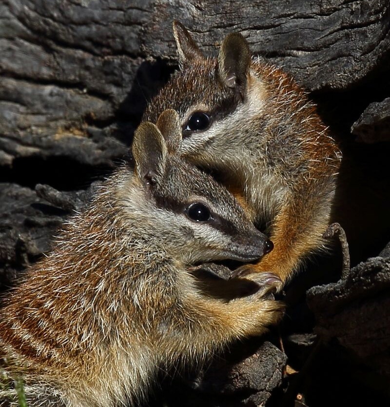 A close-up of two numbats huddled together.