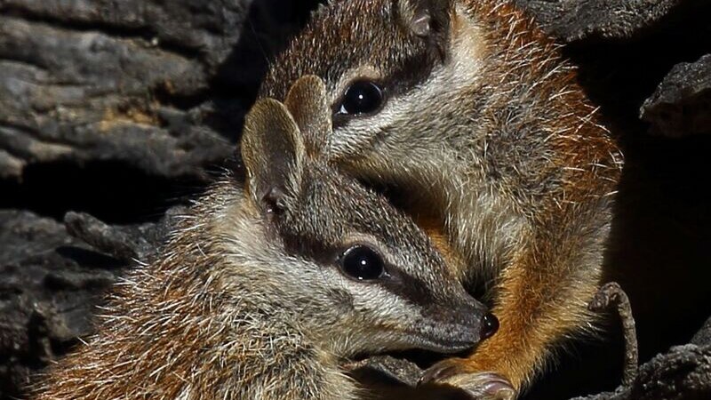 A close-up of two numbats huddled together.