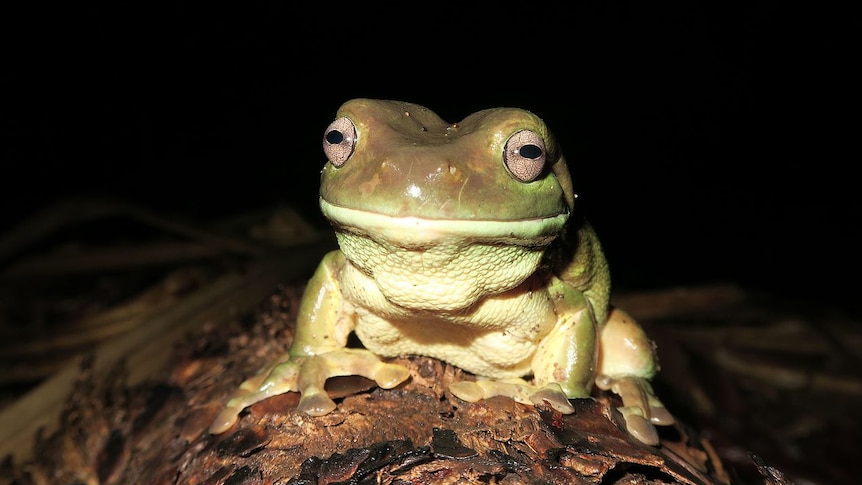 A close-up of a tree frog, dark background