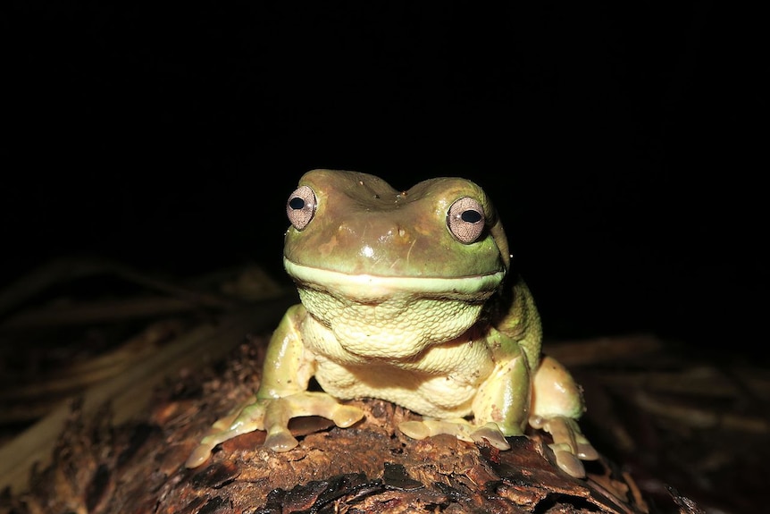 A close-up of a tree frog, dark background