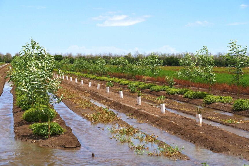 A picture of trees planted in lines next to flooded furrows.