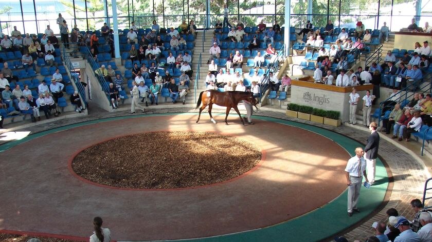 Horse breeders show off their finest stock at the Easter yearling sales.