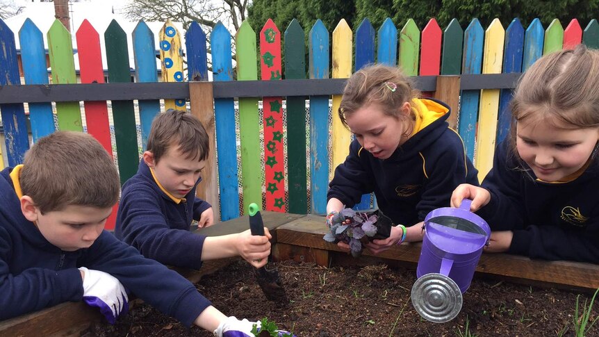 Four students from the Ellinbank Primary School are planting out seedlings in the school vegetable patch.