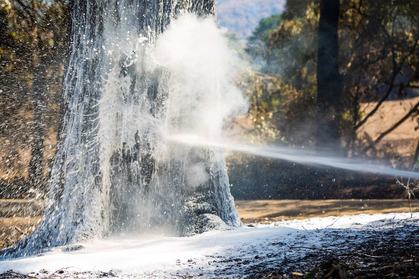 A mix of water and foam is sprayed heavily on to the tree