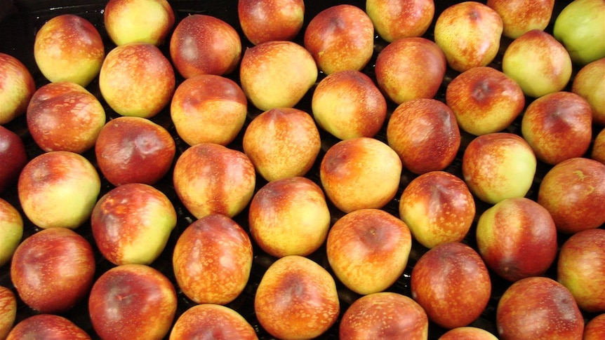 Nectarines at Sydney Market