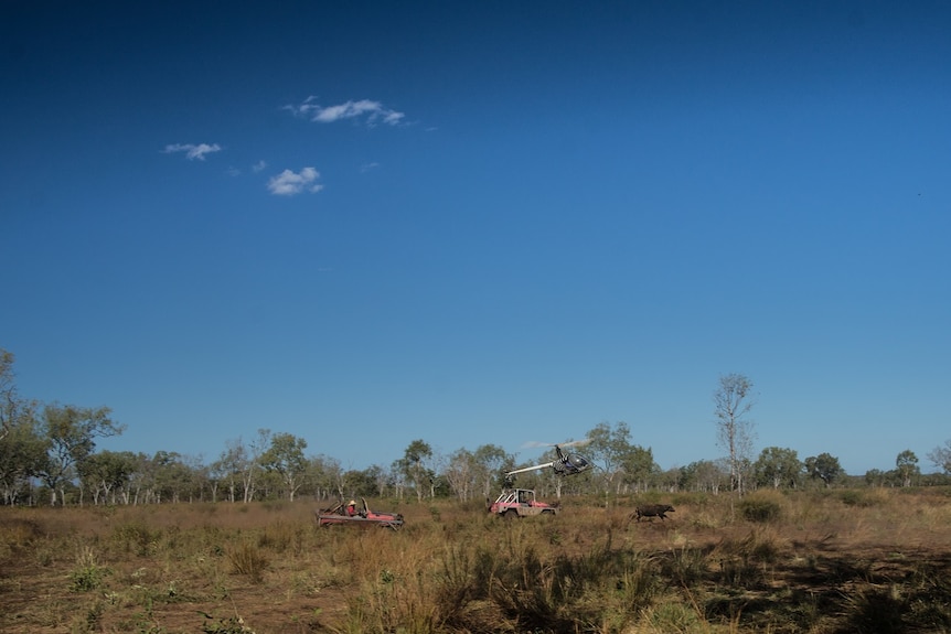 A helicopter hovers close to the ground near two vehicles chasing buffalo.