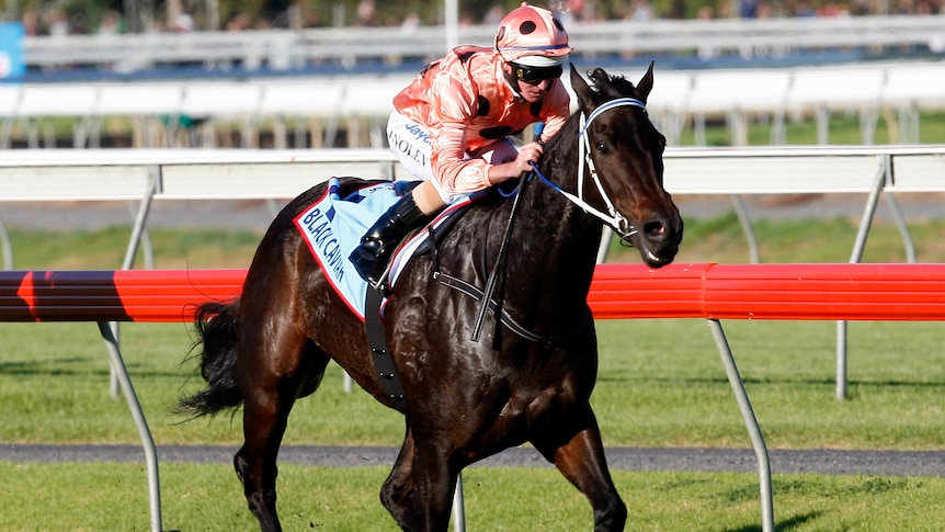 Black Caviar is going for win number 25 at Randwick on Saturday