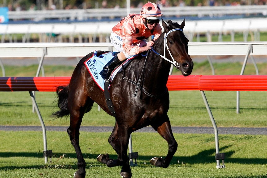 Black Caviar is going for win number 25 at Randwick on Saturday