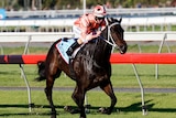 Black Caviar could be headed for the Hong Kong Sprint in December, according to trainer Peter Moody.