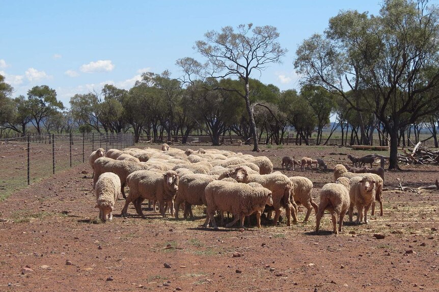 Sheep on 'Amaroo', south of Blackall near Longreach in central-west Queensland in September 2014