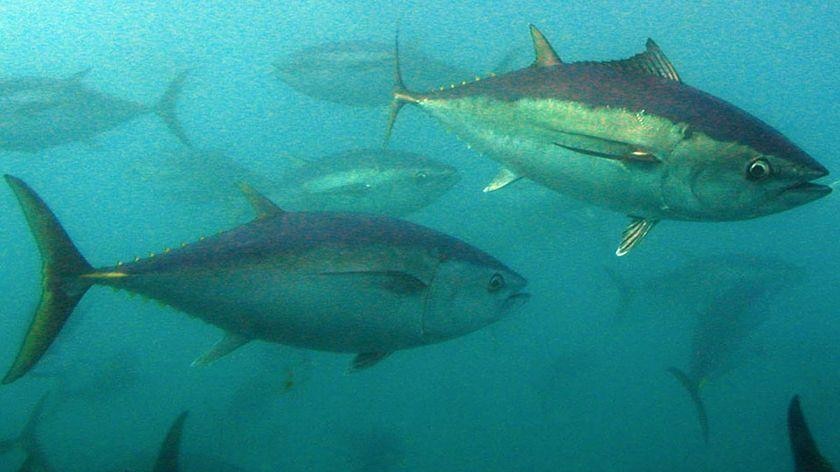 Southern bluefin tuna quota talks