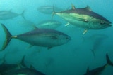 Southern bluefin tuna swim in the open ocean