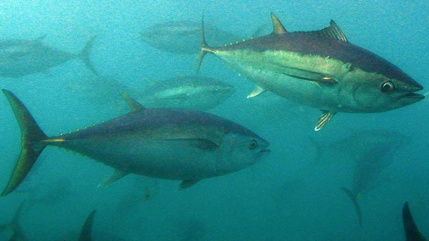 Southern bluefin tuna swim in the open ocean