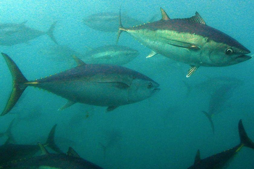 Southern bluefin tuna