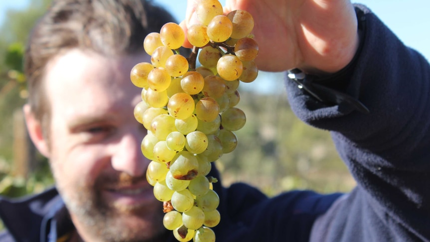 A winemaker inspects a bunch of grapes very closely