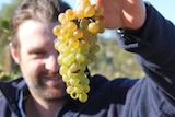 A winemaker inspects a bunch of grapes very closely