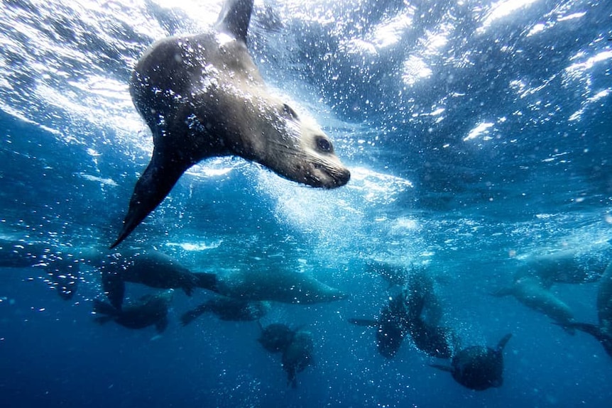 A seal swimming close to the camera while underwater.