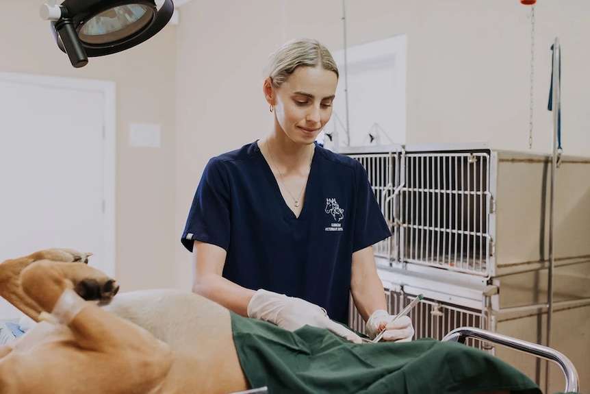 A woman in scrubs holds a scalpel above a big dog that is on an operating table.