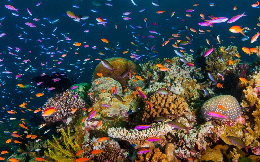 Scientists Play Sounds Of Healthy Coral On Degraded Great Barrier Reef ...