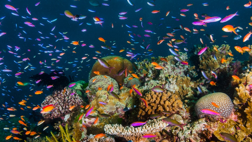 Colourful reef fish swimming over coral.