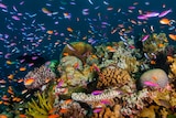 Fish swim around coral.