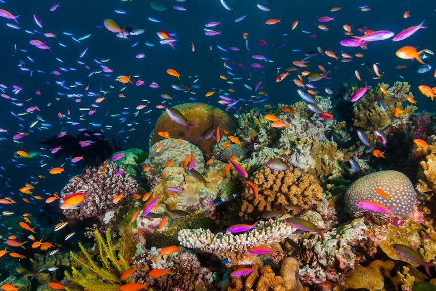 Colourful fish over a patch of reef.