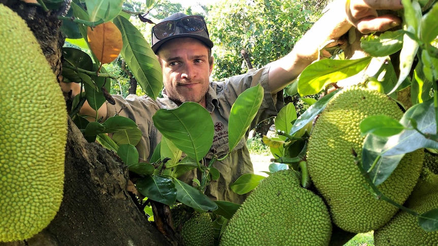 A tropical exotic grower peers over a tree trunk at a cluster of large jackfruits, which are larger than bowling balls