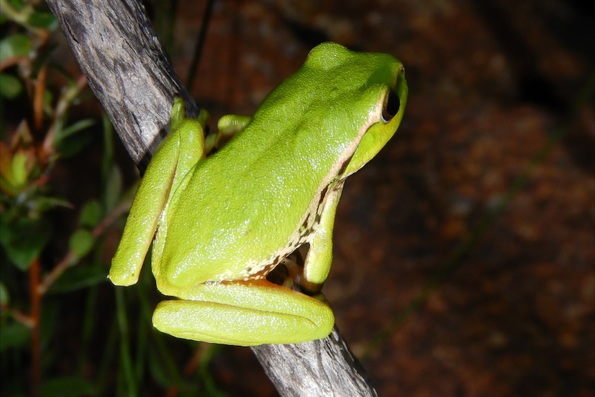 Tree frog