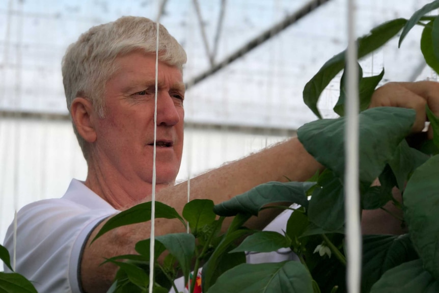 a man stand in a light-filled greenhouse tending to a row of tall leafy capsicum plants.