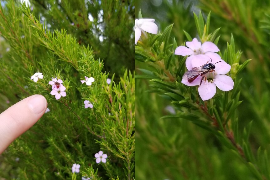 tiny bees on tiny pink flowers