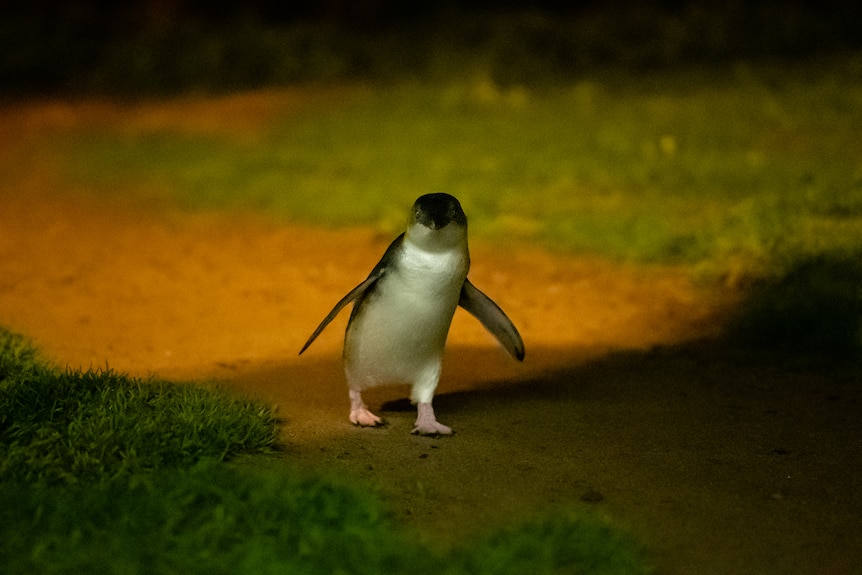 A Little Penguin waddles along the ground.
